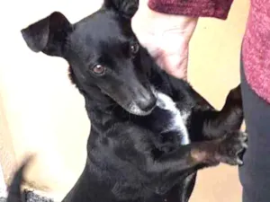 Cachorro raça Vira lata idade 4 anos nome Manu