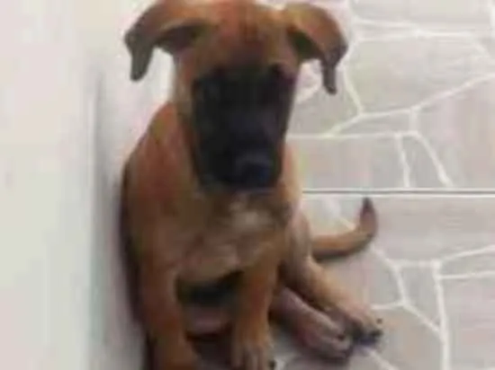 Cachorro ra a Mestiço idade 2 a 6 meses nome Luna