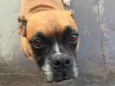 Fiona