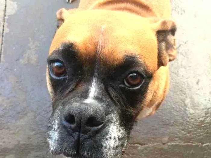 Cachorro ra a Boxer idade 5 anos nome Fiona