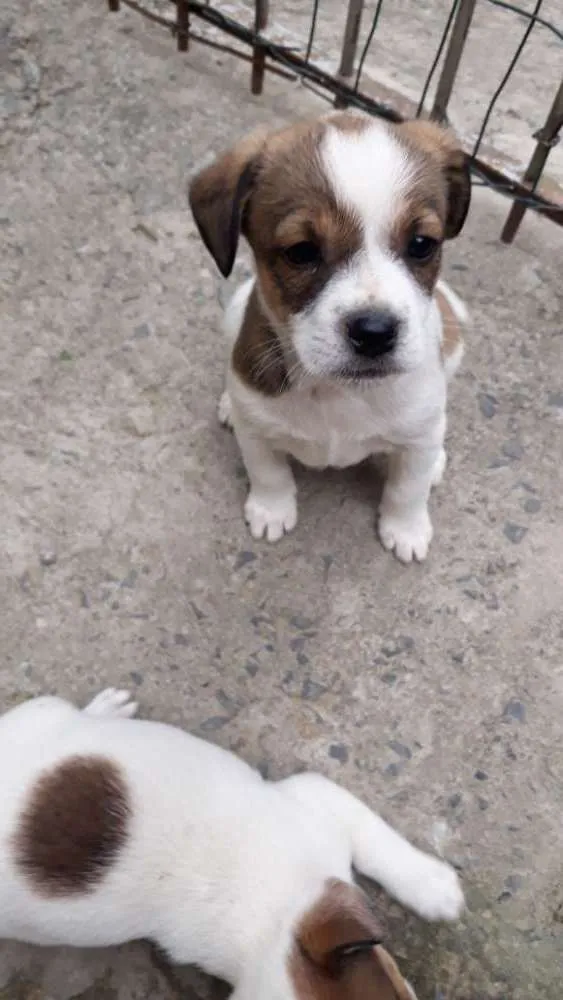 Cachorro ra a Indefinida idade Abaixo de 2 meses nome Tita