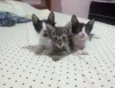 Frodo, Sam e Mary
