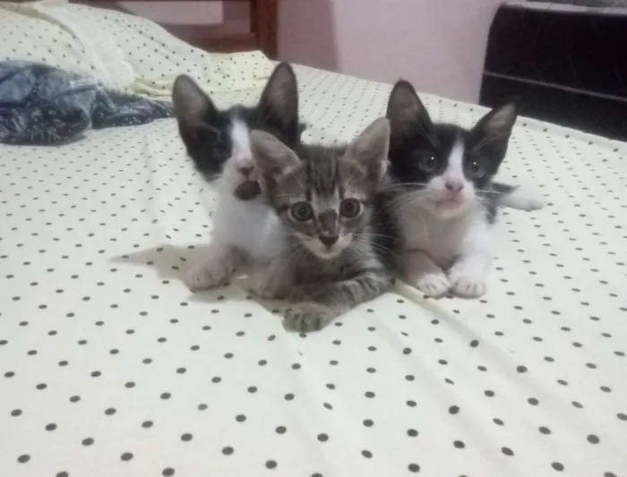 Gato raça  idade 2 a 6 meses nome Frodo, Sam e Mary