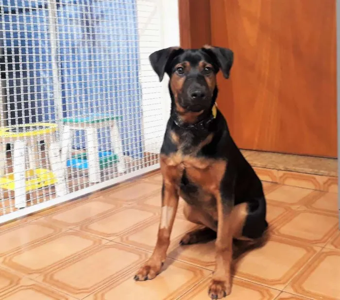 Cachorro ra a SRD idade 2 a 6 meses nome Bruce