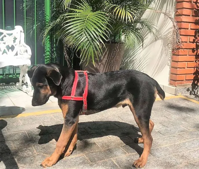 Cachorro ra a SRD idade 2 a 6 meses nome Bruce