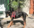 Bruce