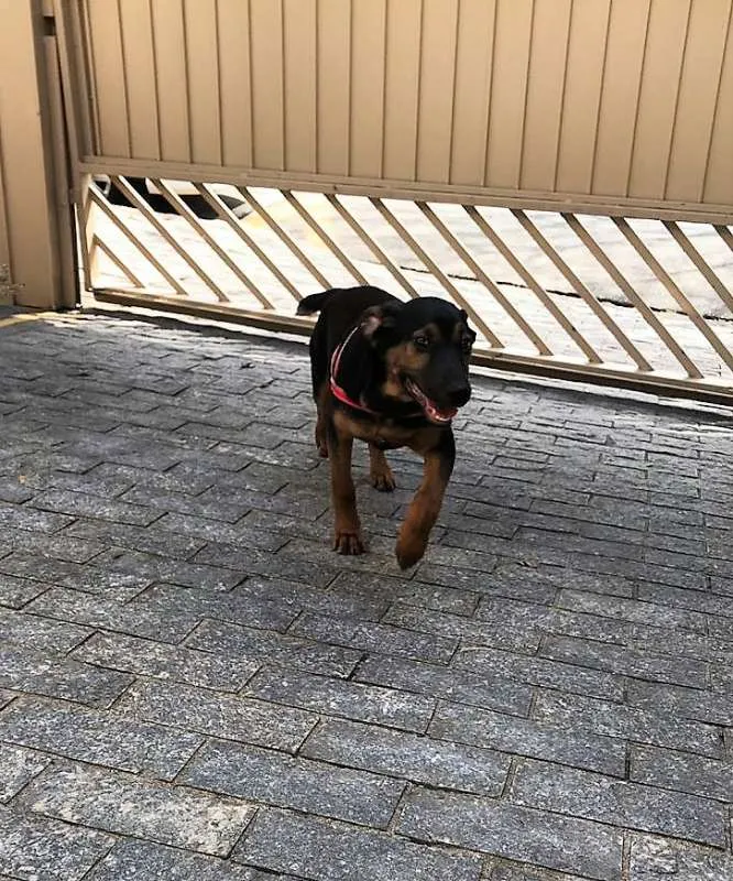 Cachorro ra a SRD idade 2 a 6 meses nome Bruce