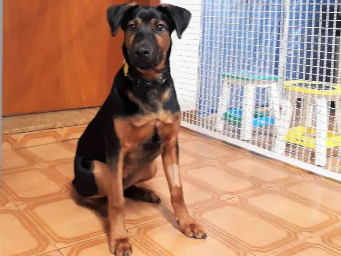 Cachorro ra a SRD idade 2 a 6 meses nome Bruce
