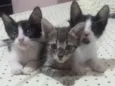 Frodo, Sam e Mary