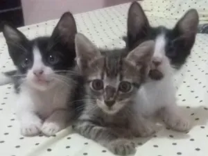 Gato raça  idade 2 a 6 meses nome Frodo, Sam e Mary