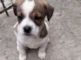 Tita