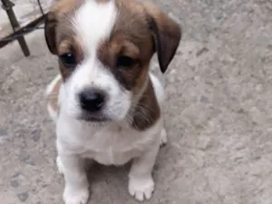 Cachorro raça Indefinida idade Abaixo de 2 meses nome Tita