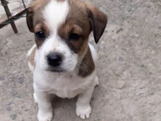 Cachorro ra a Indefinida idade Abaixo de 2 meses nome Tita