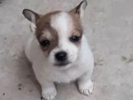 Cachorro ra a Indefinida idade Abaixo de 2 meses nome Tita