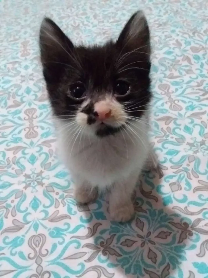 Gato ra a Sem raça idade 2 a 6 meses nome Sem nome