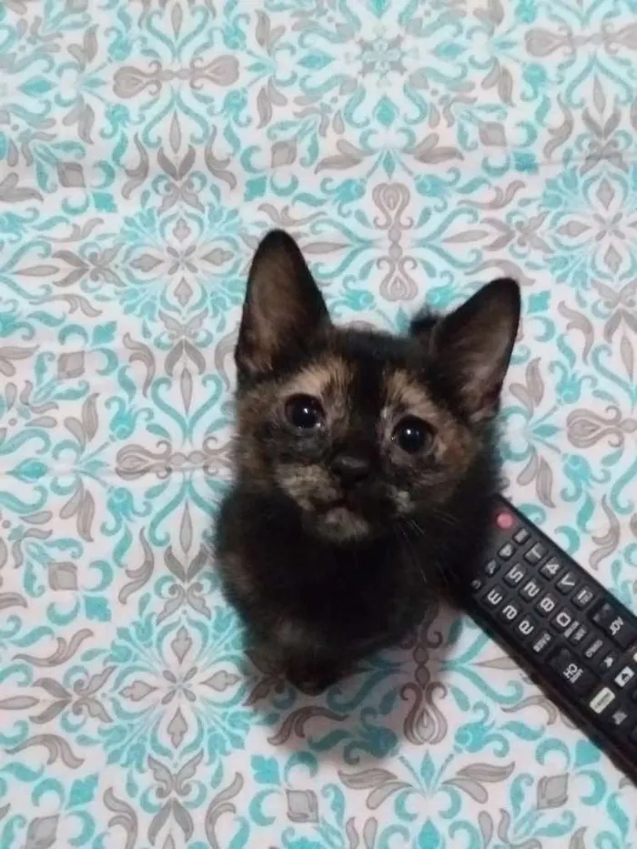 Gato ra a Sem raça idade 2 a 6 meses nome Sem nome