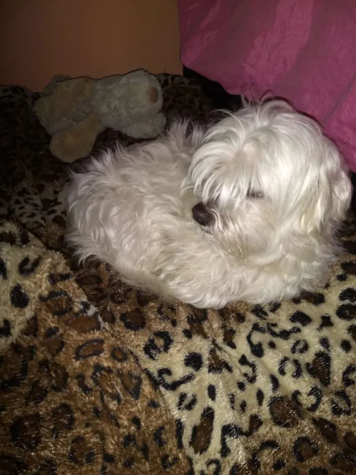 Cachorro ra a Maltês  idade 5 anos nome Bento