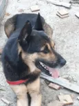 Apolo