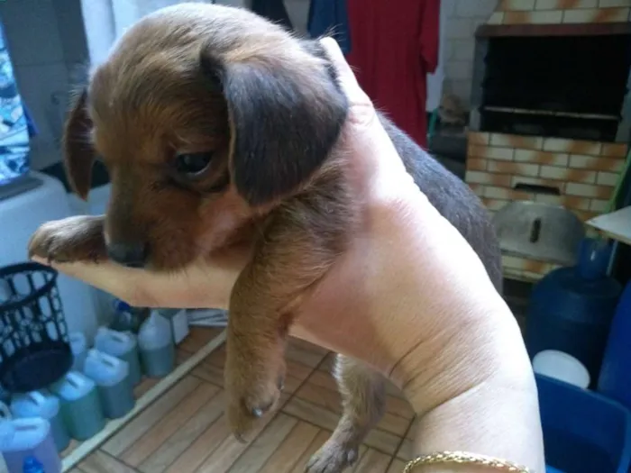 Cachorro ra a Vira lata idade Abaixo de 2 meses nome Tico