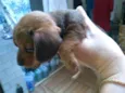 Tico