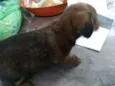 Tico