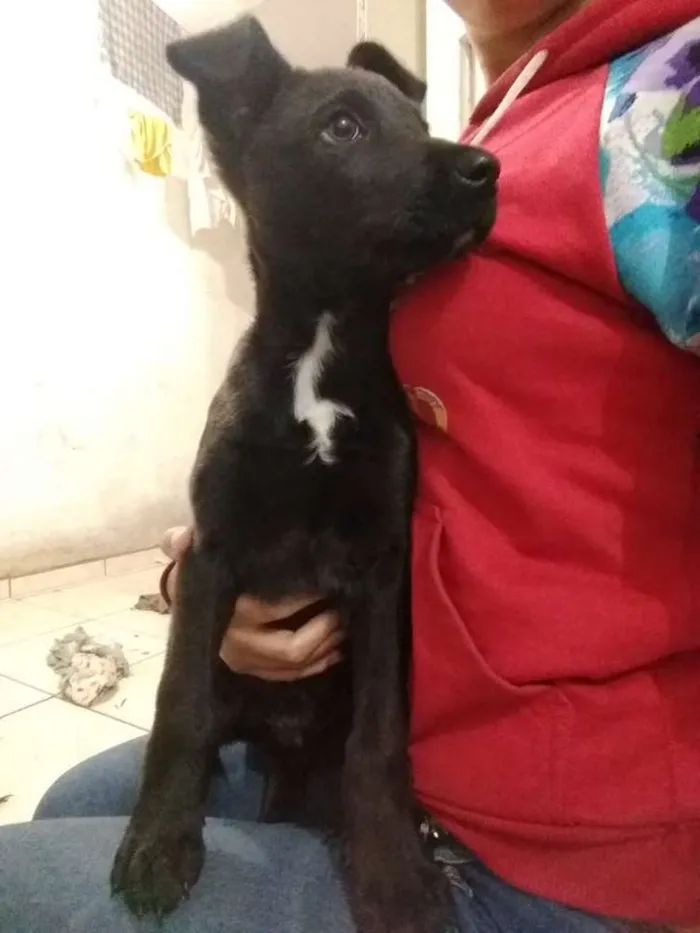 Cachorro ra a Fox paulistinha com pinscher idade 2 a 6 meses nome Ban