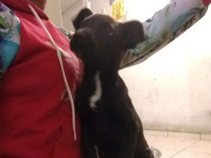Cachorro ra a Fox paulistinha com pinscher idade 2 a 6 meses nome Ban