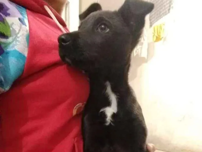 Cachorro ra a Fox paulistinha com pinscher idade 2 a 6 meses nome Ban