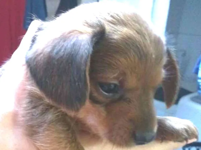 Cachorro ra a Vira lata idade Abaixo de 2 meses nome Tico