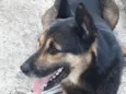 Apolo