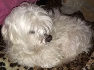 Cachorro raça Maltês  idade 5 anos nome Bento