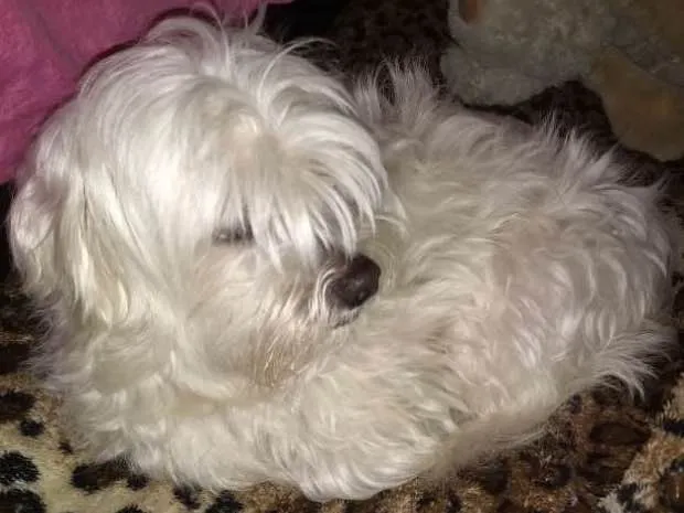Cachorro ra a Maltês  idade 5 anos nome Bento