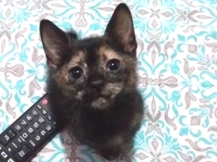 Gato ra a Sem raça idade 2 a 6 meses nome Sem nome
