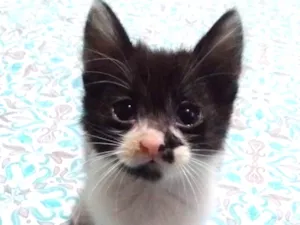 Gato raça Sem raça idade 2 a 6 meses nome Sem nome