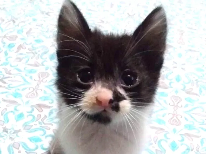 Gato ra a Sem raça idade 2 a 6 meses nome Sem nome