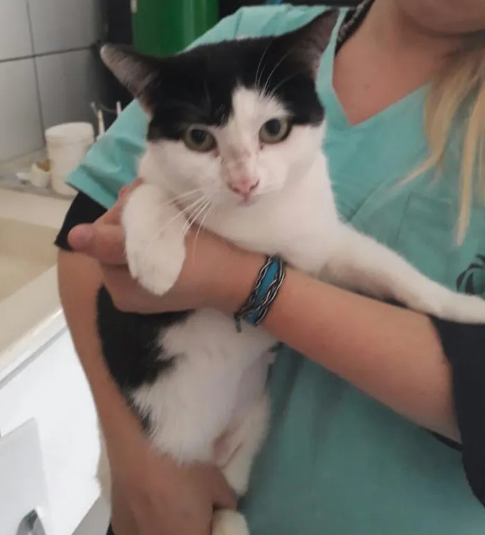 Gato ra a SRD idade 2 anos nome Nala