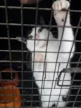 Nala
