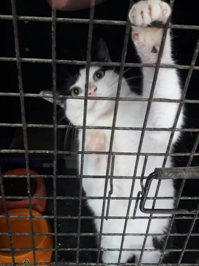 Gato ra a SRD idade 2 anos nome Nala