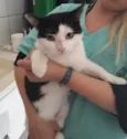 Nala