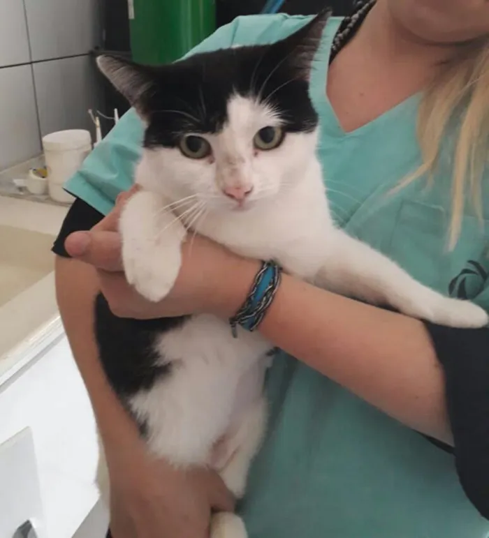 Gato ra a SRD idade 2 anos nome Nala