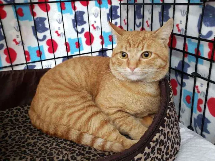 Gato ra a Srd idade 2 anos nome Theodoro