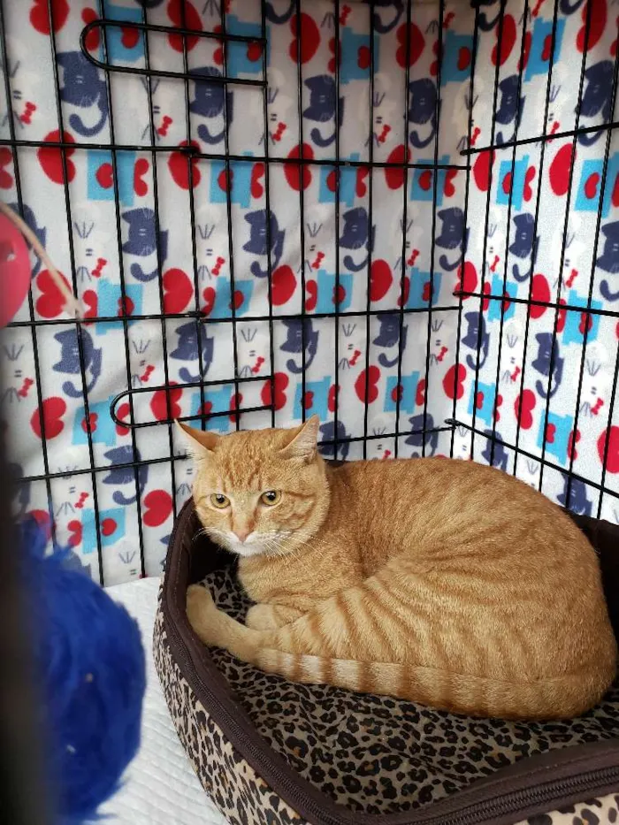 Gato ra a Srd idade 2 anos nome Theodoro