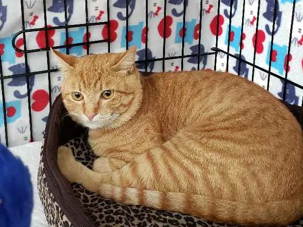 Gato ra a Srd idade 2 anos nome Theodoro