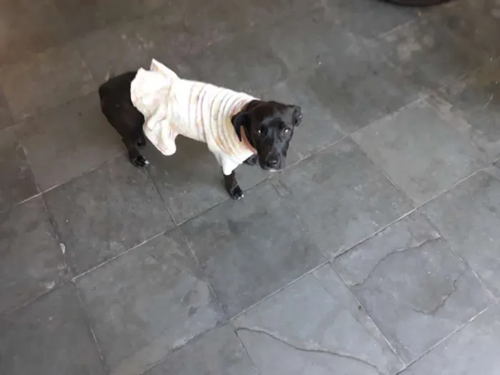 Cachorro ra a Sem Raça Definida idade 7 a 11 meses nome Pretinha