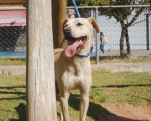 Cachorro raça SRD idade 1 ano nome Jony