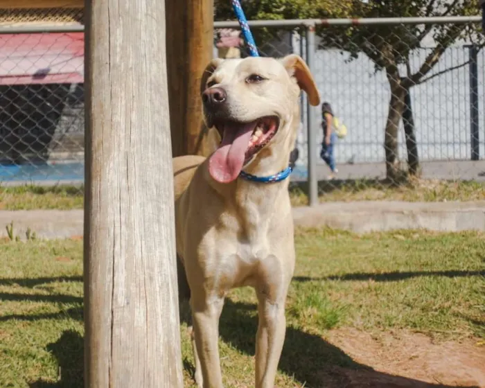Cachorro ra a SRD idade 1 ano nome Jony