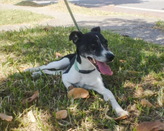 Cachorro ra a SRD idade 5 anos nome Totó 