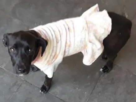 Cachorro ra a Sem Raça Definida idade 7 a 11 meses nome Pretinha