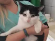 Nala