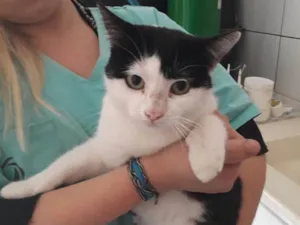 Gato raça SRD idade 2 anos nome Nala
